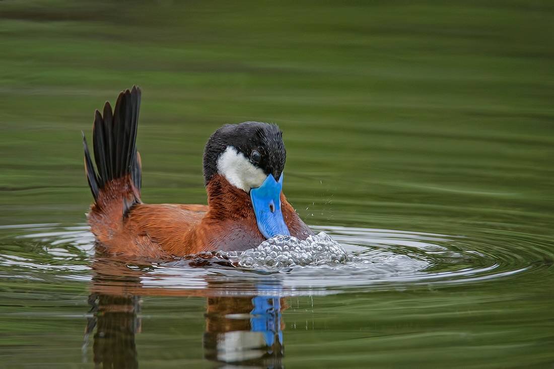 Ruddy Duck by Alan D. Wilson is licensed under CC BY-SA 3.0.... Ruddy Duck (Male Courtship Display), Marsh Viewing Pond, Logan Lake, British Columbia
